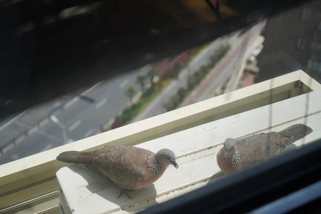 疫情防控下gmp建筑师的居家日志（上海篇）