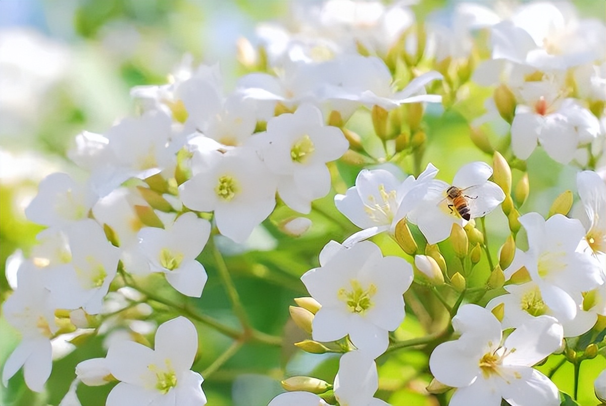 广州鹤之洲湿地公园游玩攻略简介,增城凤凰古城一日游最佳去处