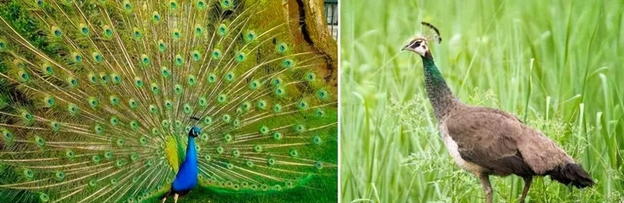 杨丽萍孔雀舞备受争议,杨丽萍舞蹈争议