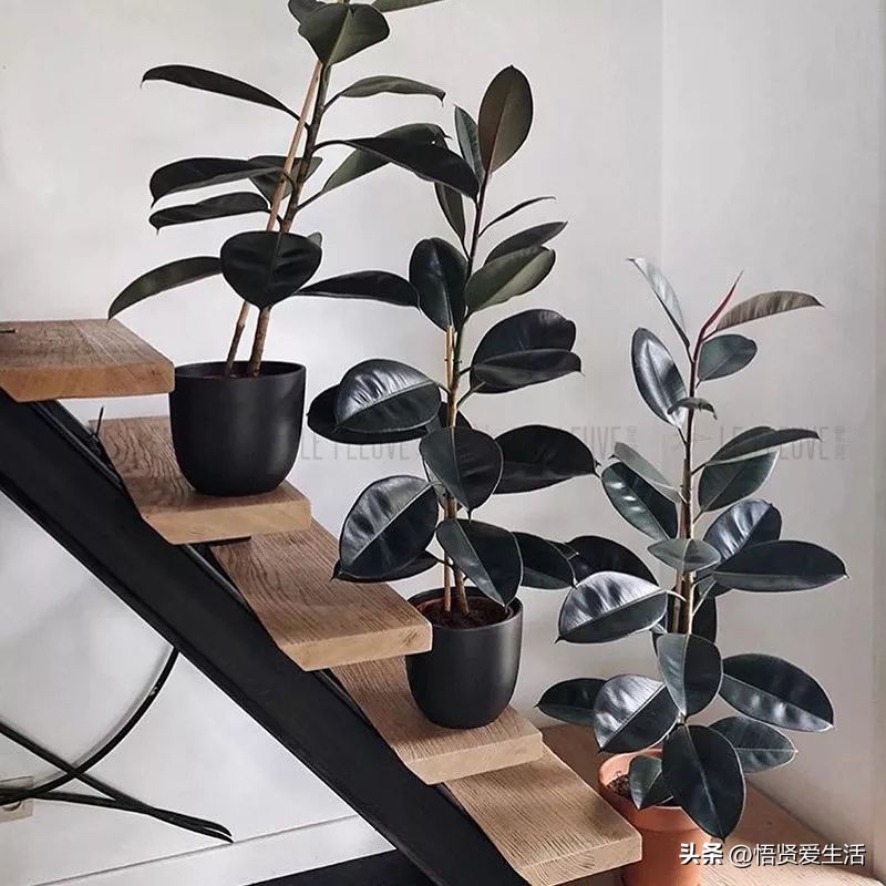 吸甲醛最好的10种花,种什么花可以消除甲醛和苯