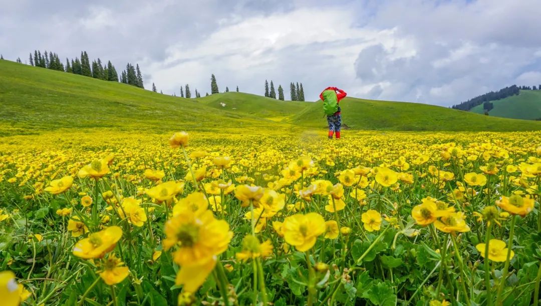 那拉提空中草原雪景照片,大草原的壮丽雪景图