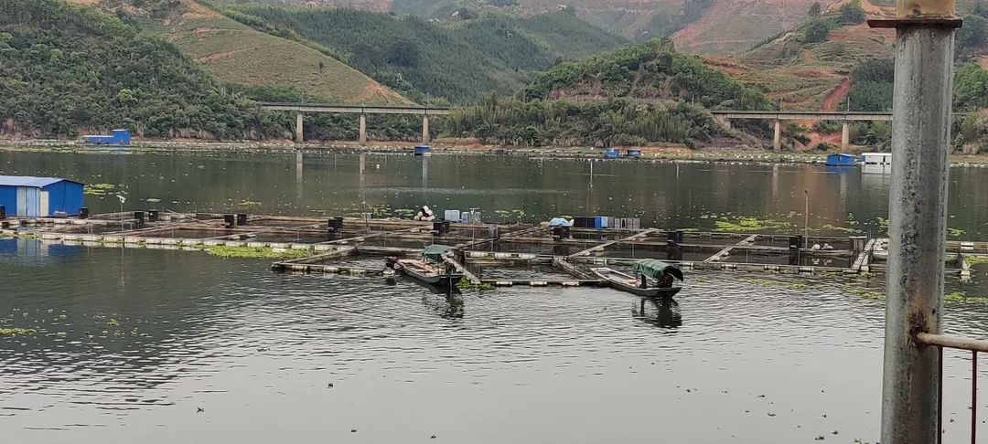 鳗鱼身上的指环虫怎么去除,指环虫对鳗鱼有伤害吗