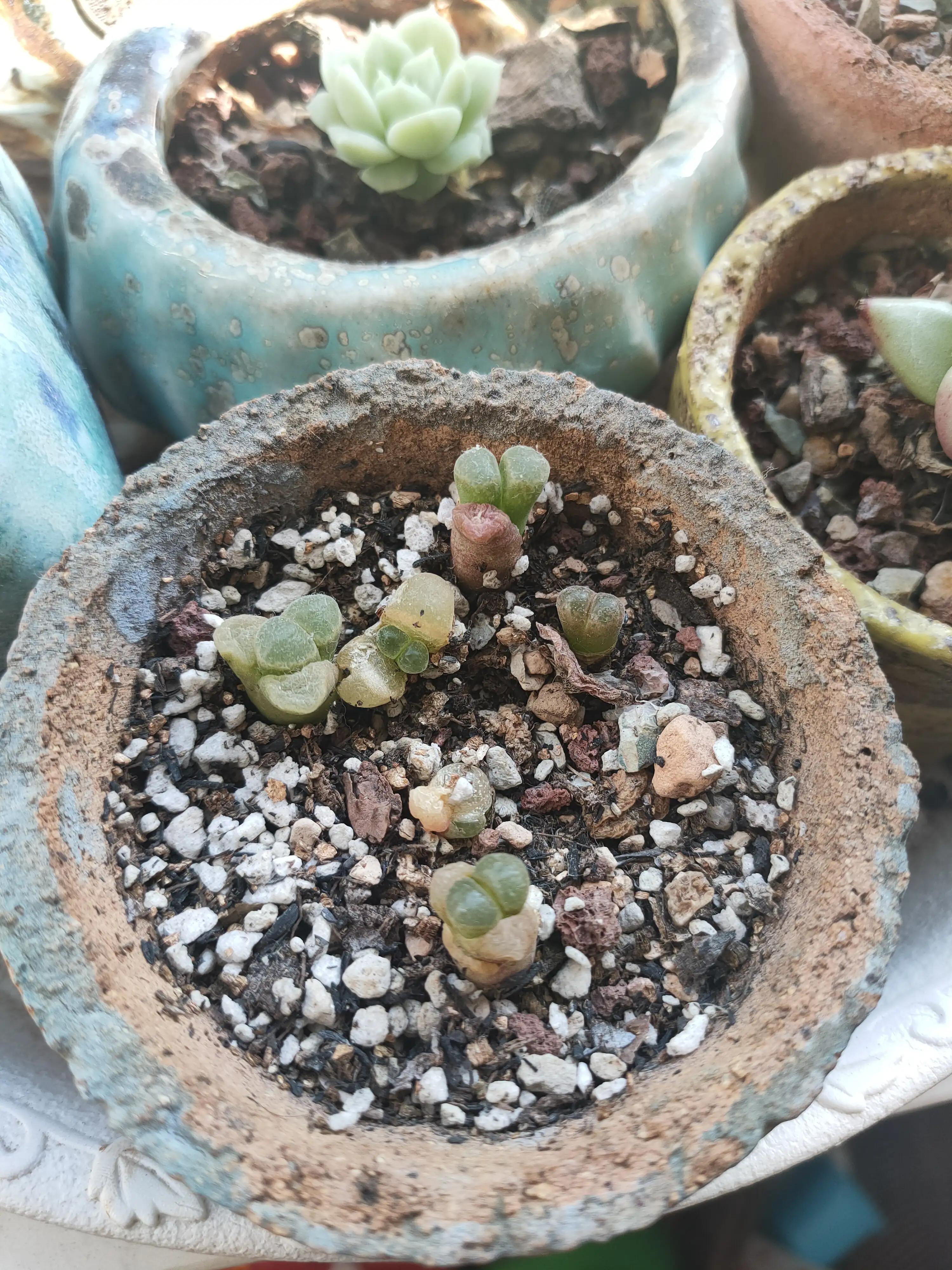 雪樱多肉韩国进口,韩国芦荟多肉品种