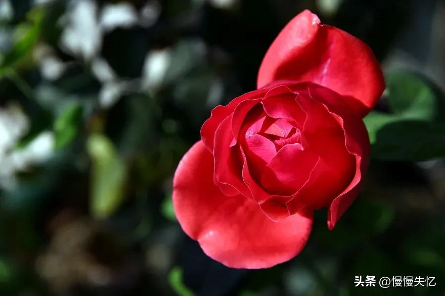 鍏充簬鐜懓鑺辩殑鍞編灏忚瘲,鐜懓鑺辨紓浜敮缇庣殑璇楀彞