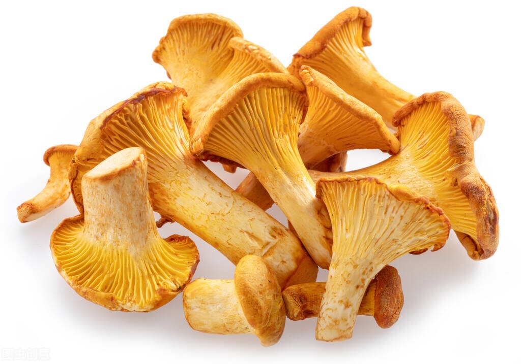 云南鸡油菌品种,云南野生鸡油菌产地直发