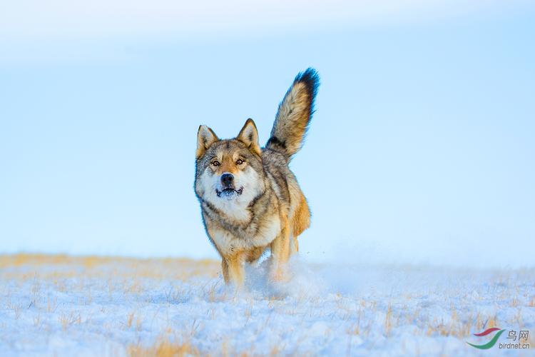 人狼生存搏杀：西伯利亚狼吃羊杀马，牧民雪地摩托杀狼|故事