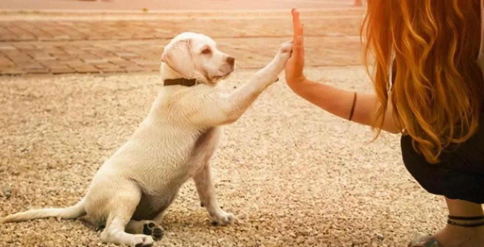 狗把我当主人会有哪些表现,狗狗把你当亲妈的行为