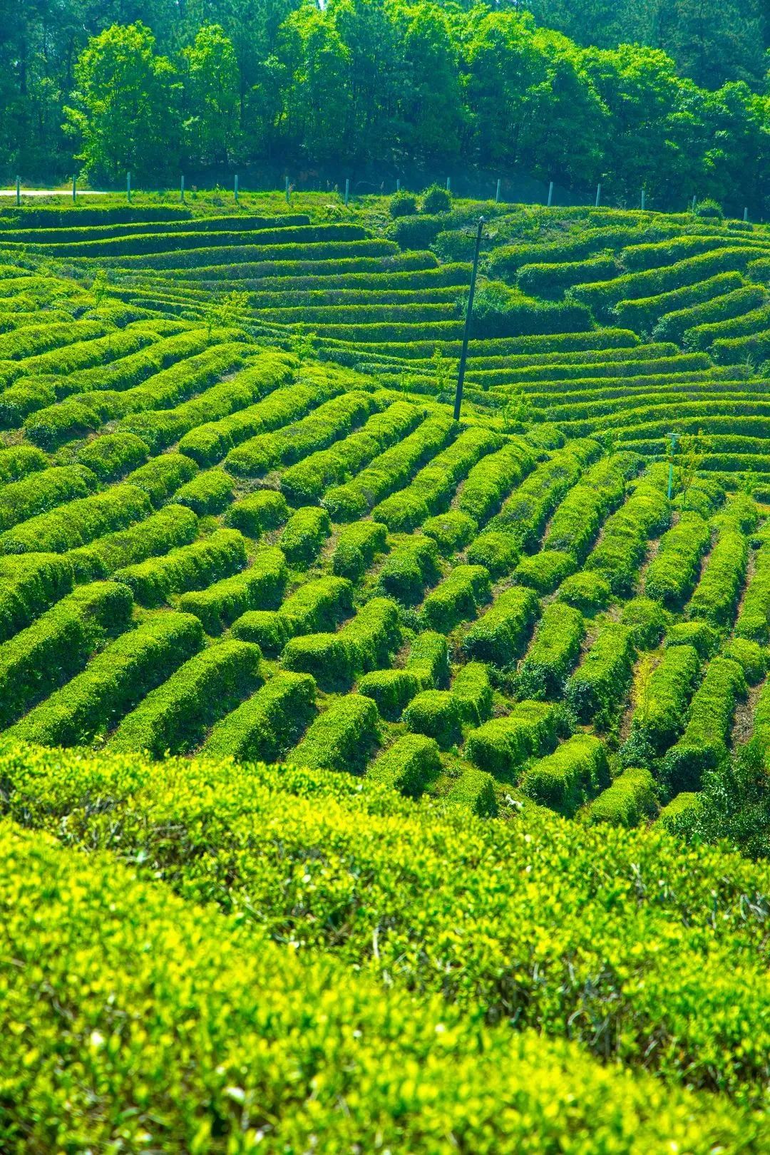 湖北有哪些红茶,湖北最受欢迎红茶