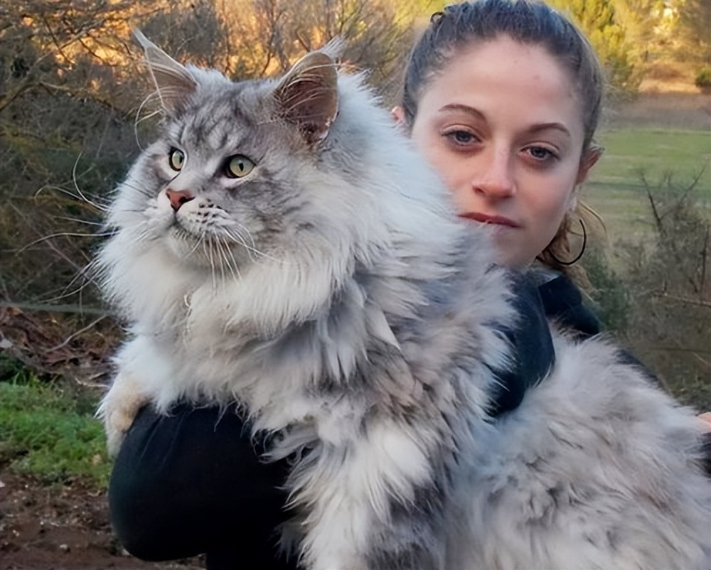 十大热门猫,2023年最热门猫咪排行榜