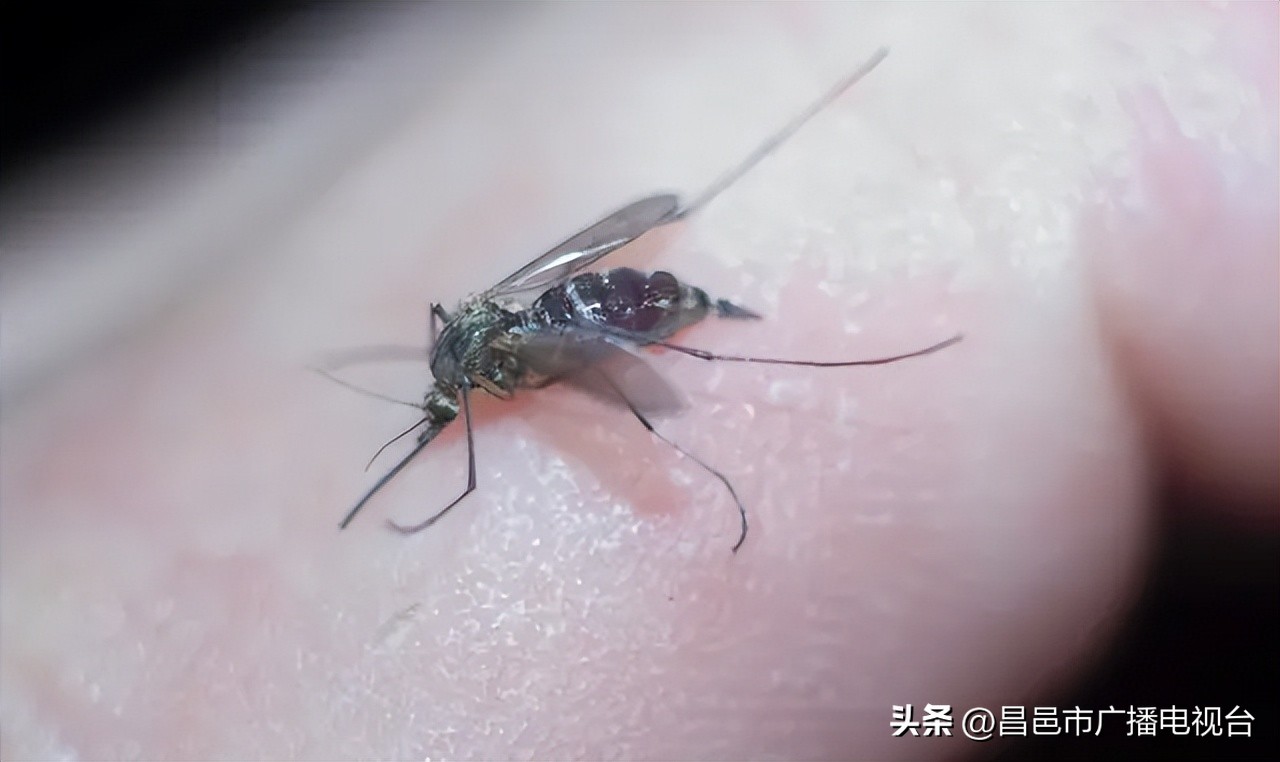 世界上寿命最短的动物排名前十,千年乌龟万年鳖动物的寿命排名