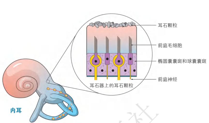 耳石症眩晕怎么调理,耳石症眩晕一招缓解