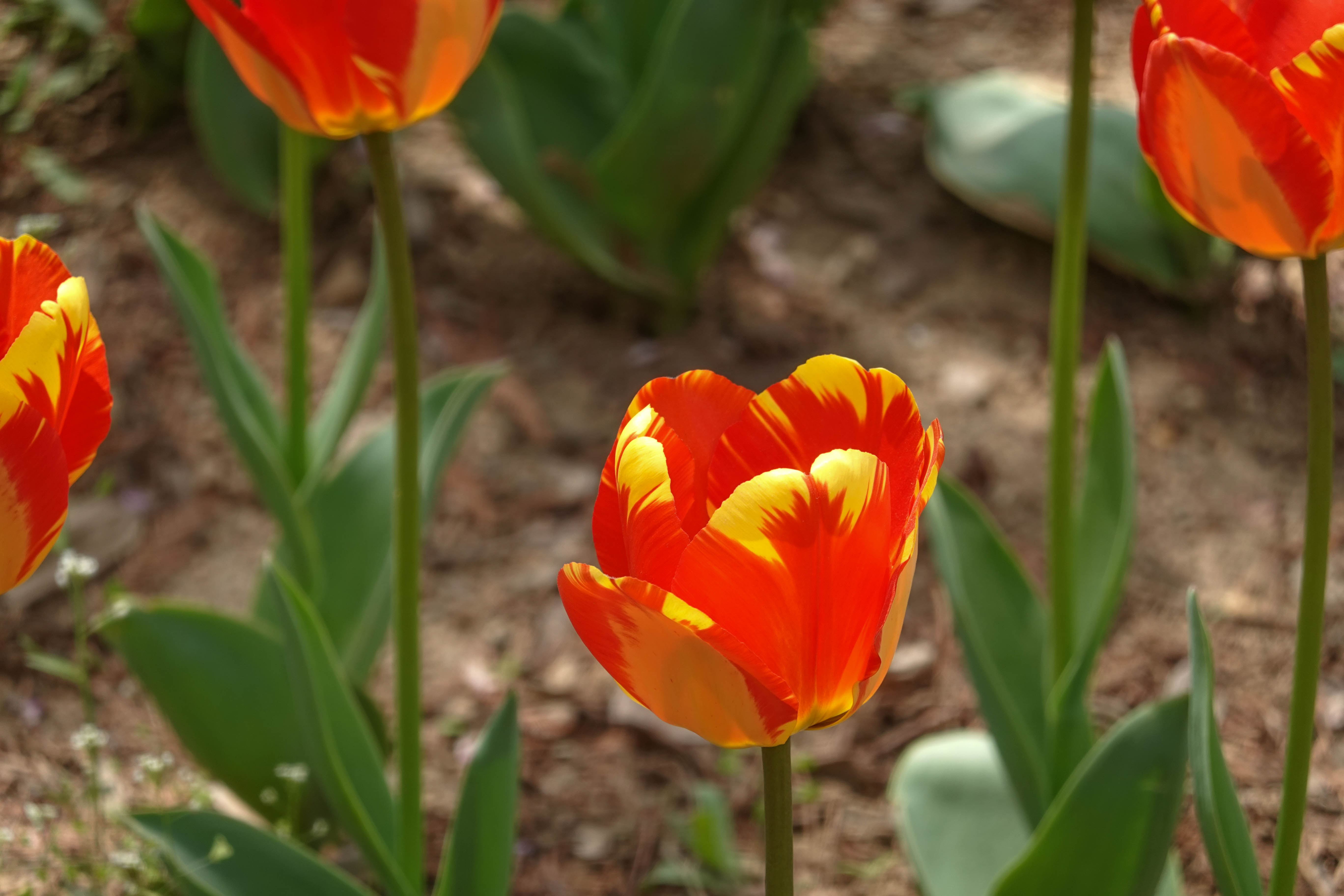 青岛中山公园赏花,青岛中山公园郁金香花海唯美浪漫