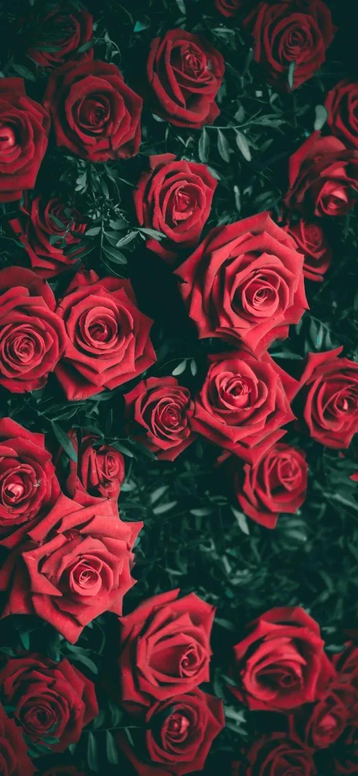 不同颜色的玫瑰花寓意送男生,各种颜色的玫瑰花代表的意思