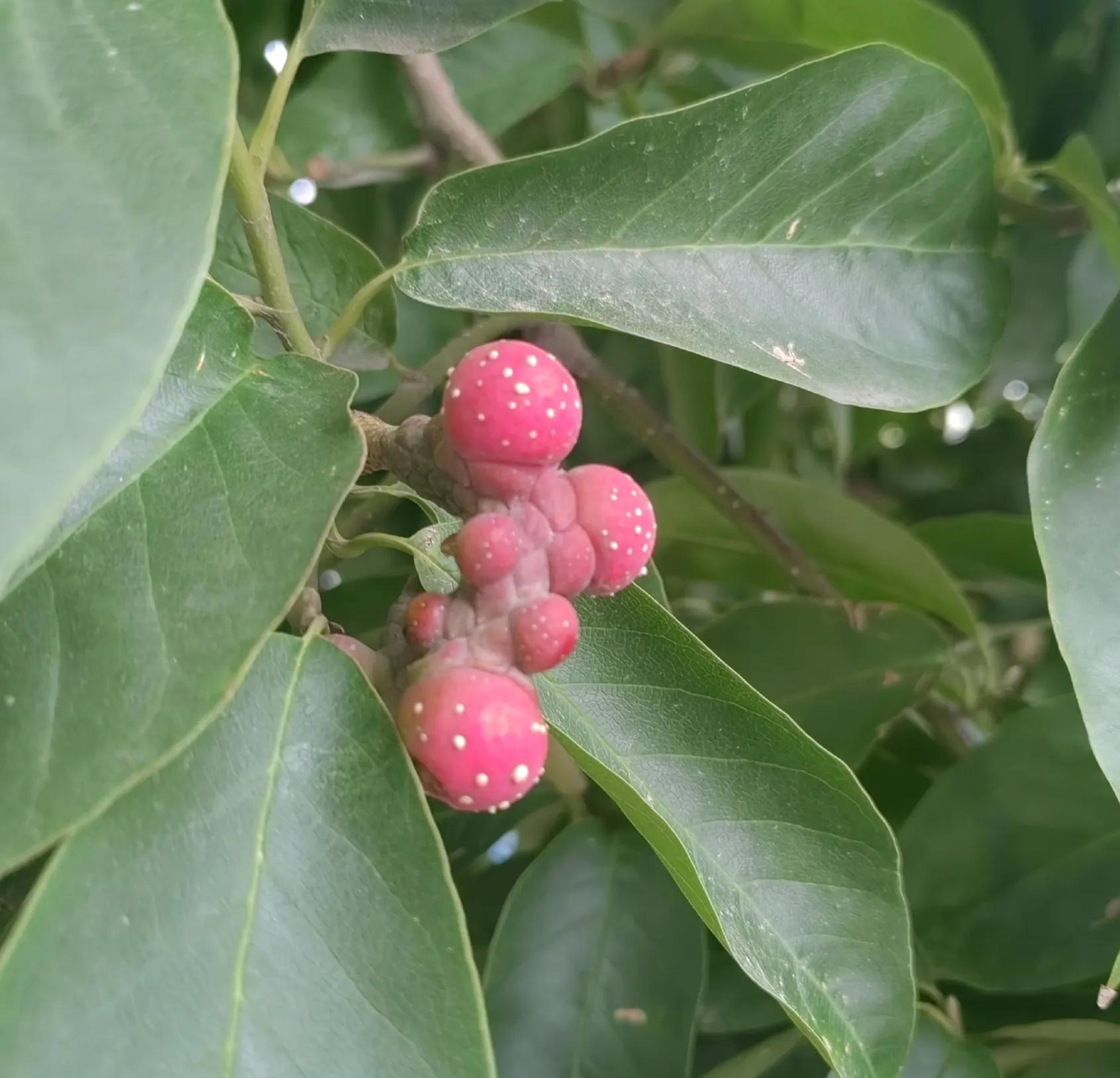 玉兰花奇特的外形,奇特的玉兰树果实