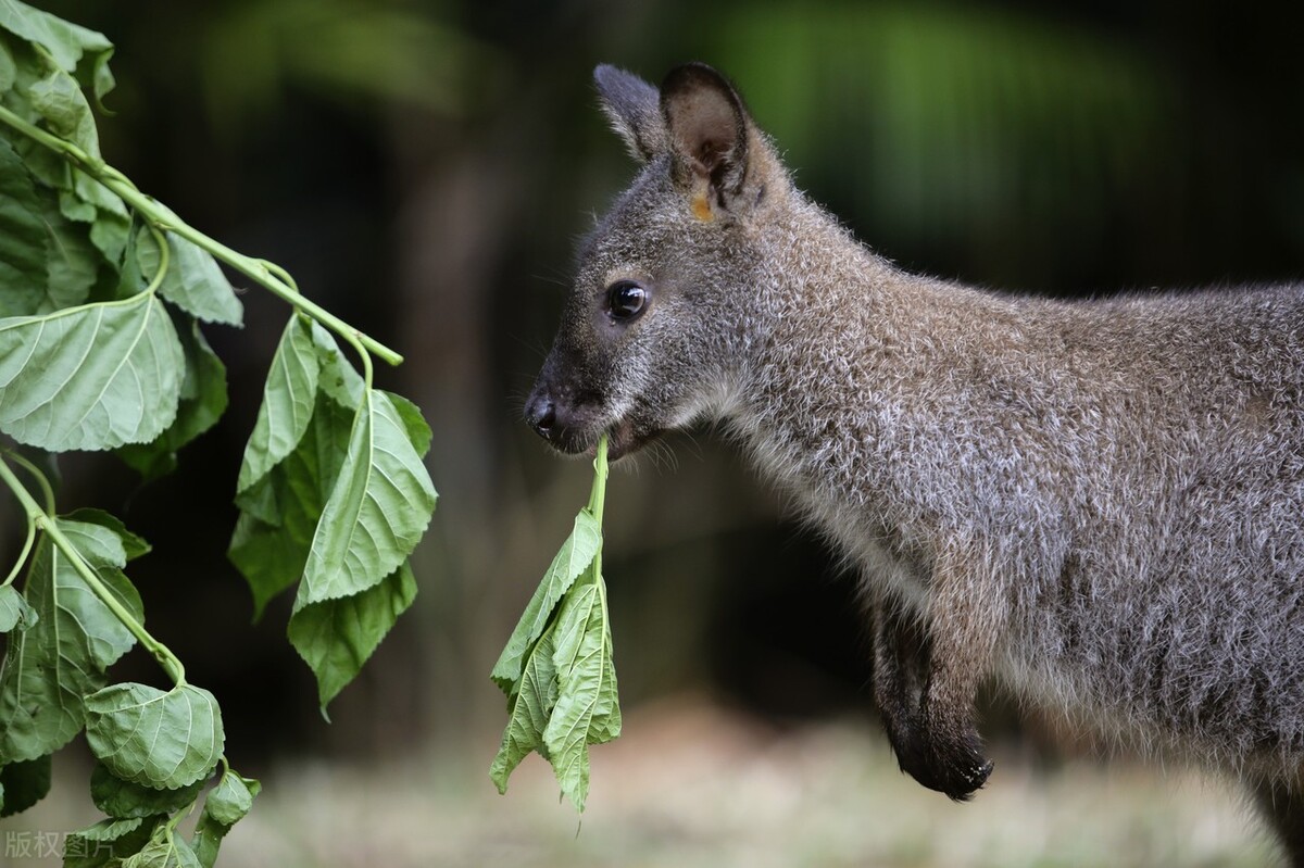 新加坡夜间野生动物园,新加坡野生动物园哪些值得看