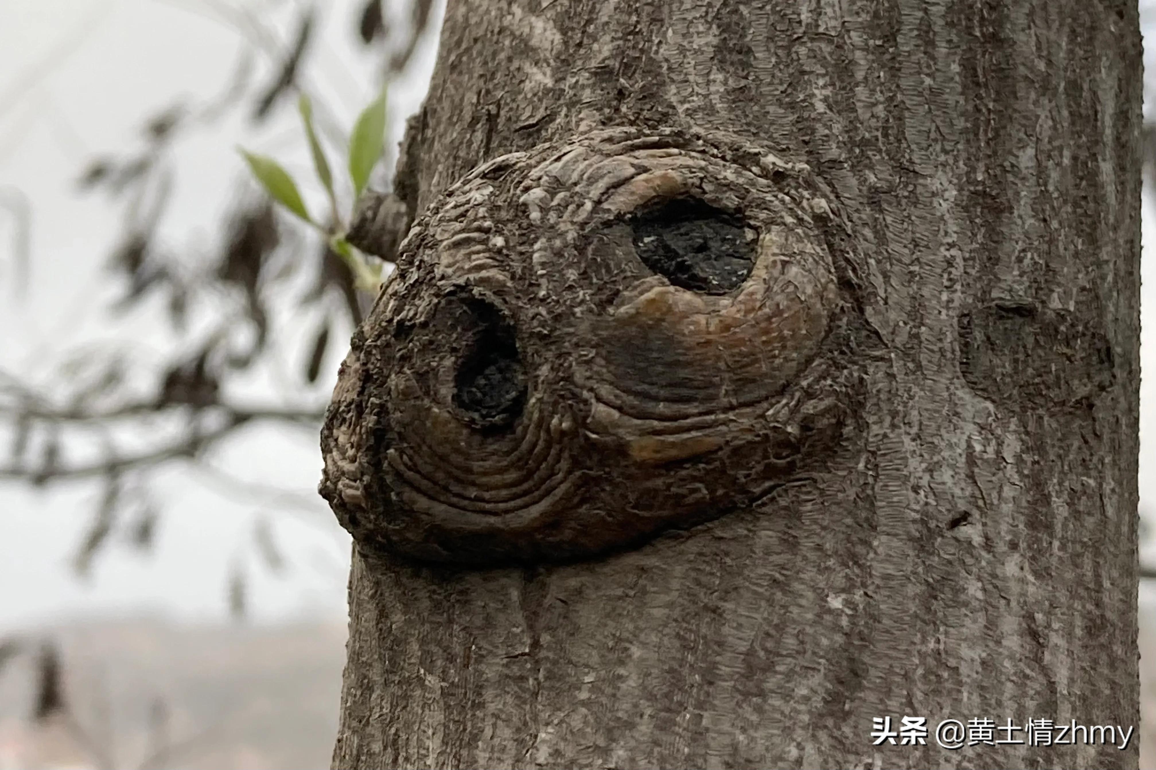 木头瘤疤,奇特的树干造型