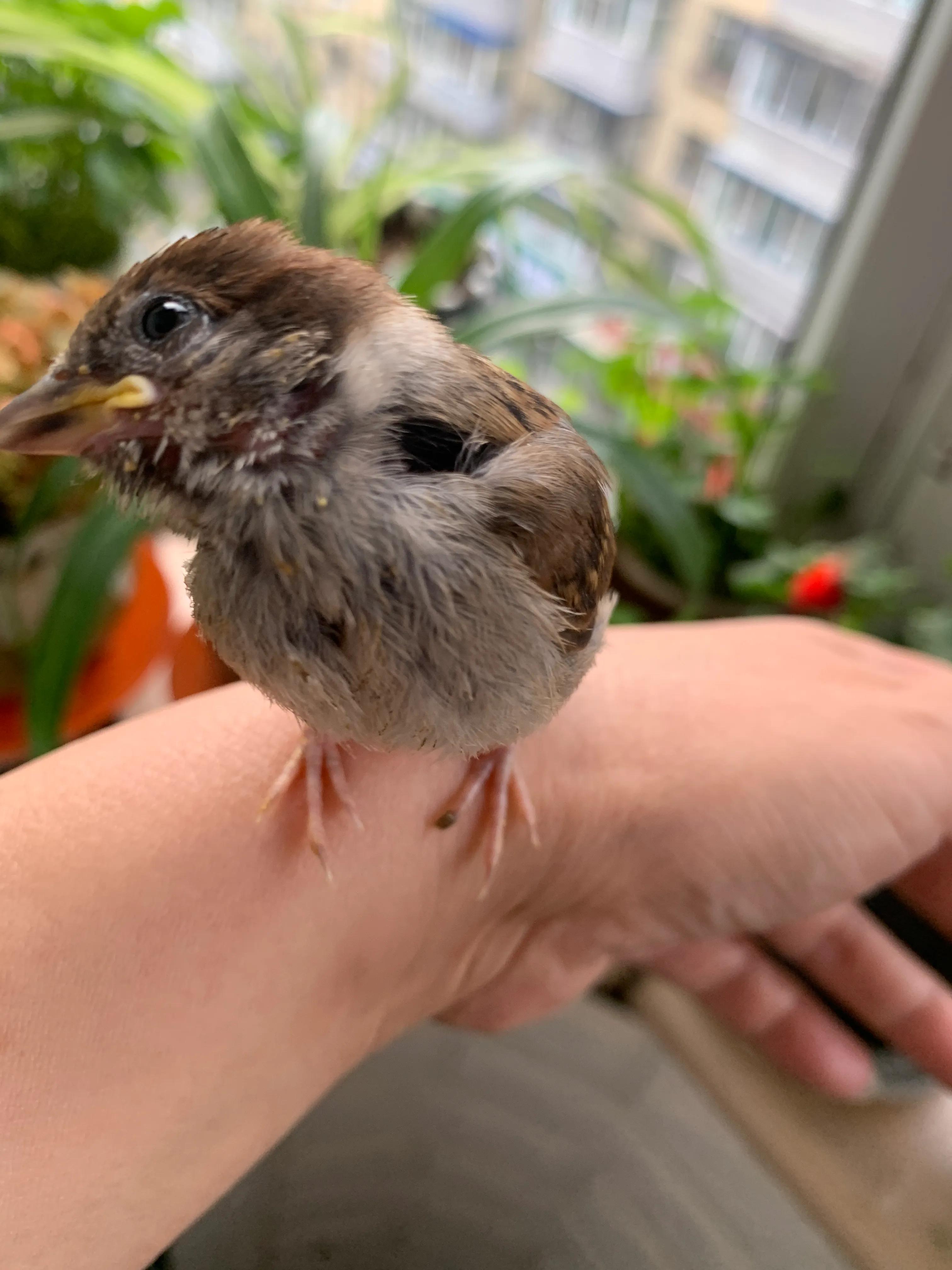 捡来的小麻雀能活吗,捡到一只小麻雀能不能放生