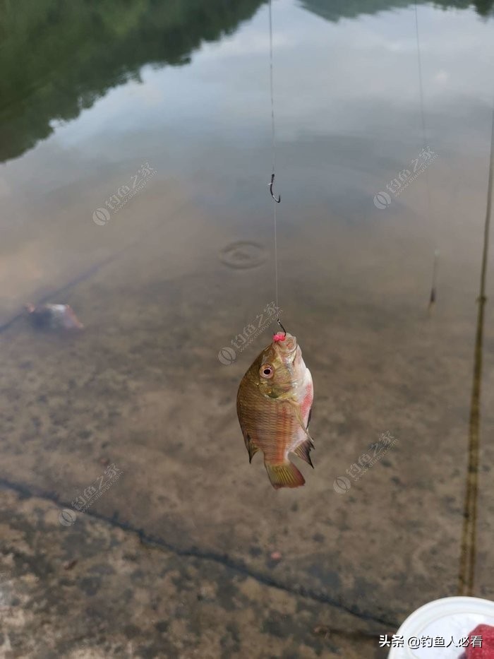 趁休假再来水库，终获大鱼一枚