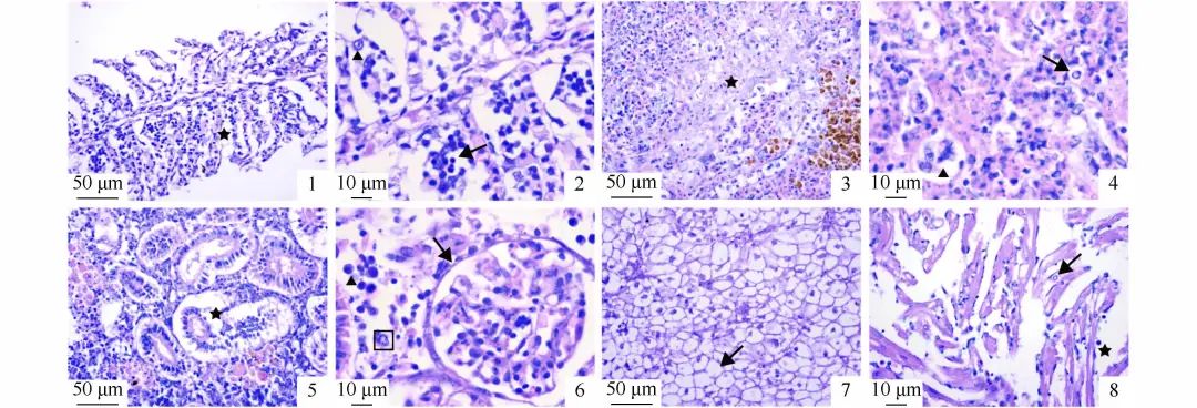 水产养殖疱疹病毒怎么治疗,水产养殖疱疹病毒