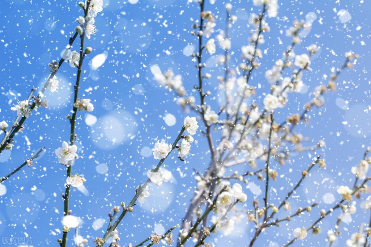 关于写梅花的古诗句子,关于梅花的诗句古诗经典句子摘抄