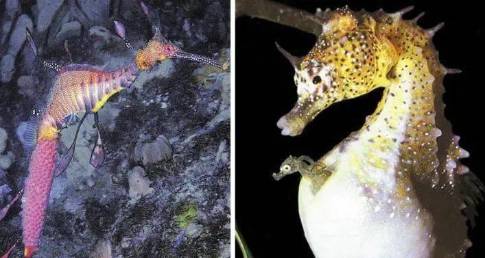 海洋里的奇特生物海马,海马神奇的生物