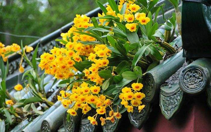 喜阴最好养的10种花,杜鹃花喜阴还是喜散光