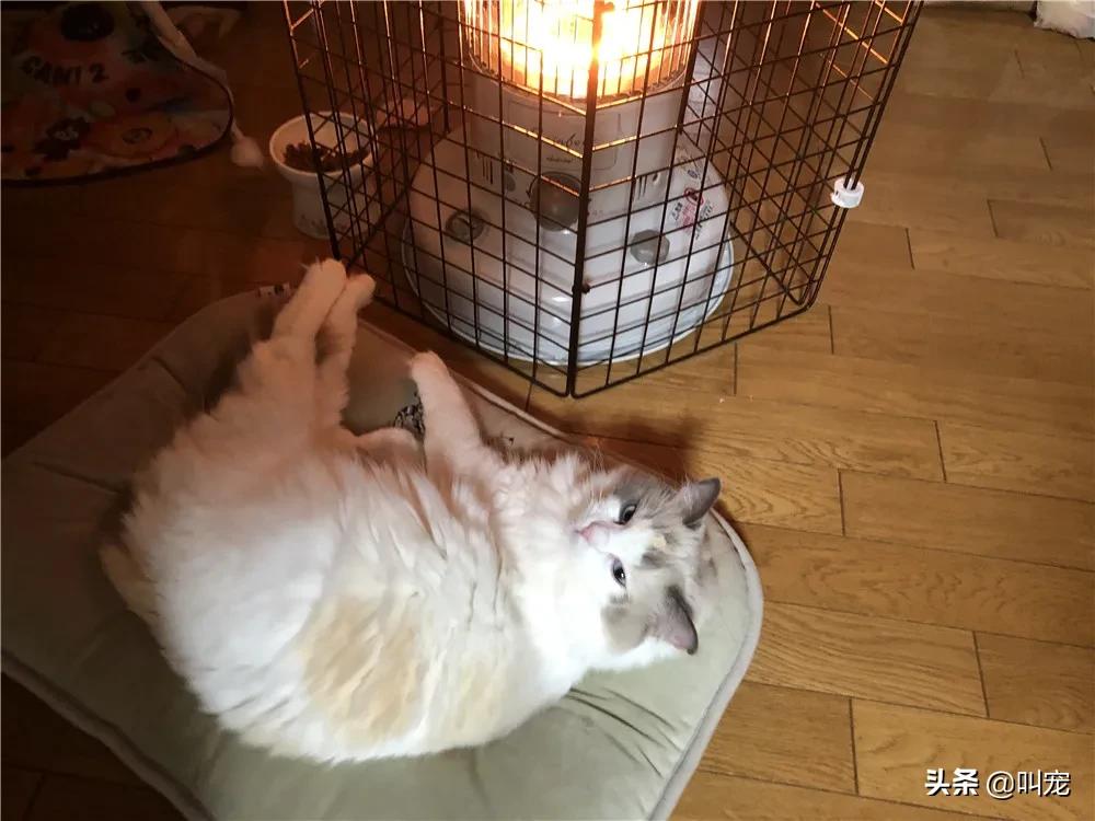 烫伤猫咪流泪,猫咪脚掌烫伤