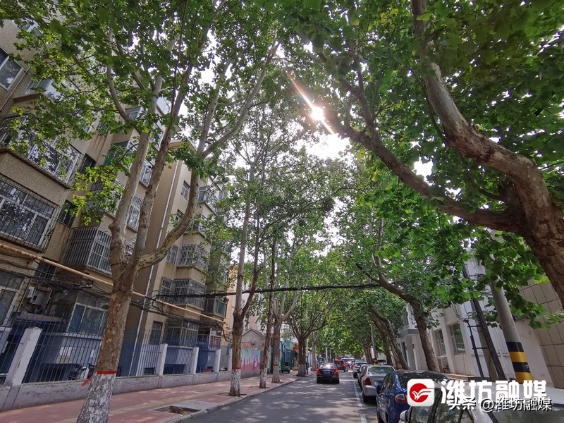 气温平均低5℃！“户外空调”真给力