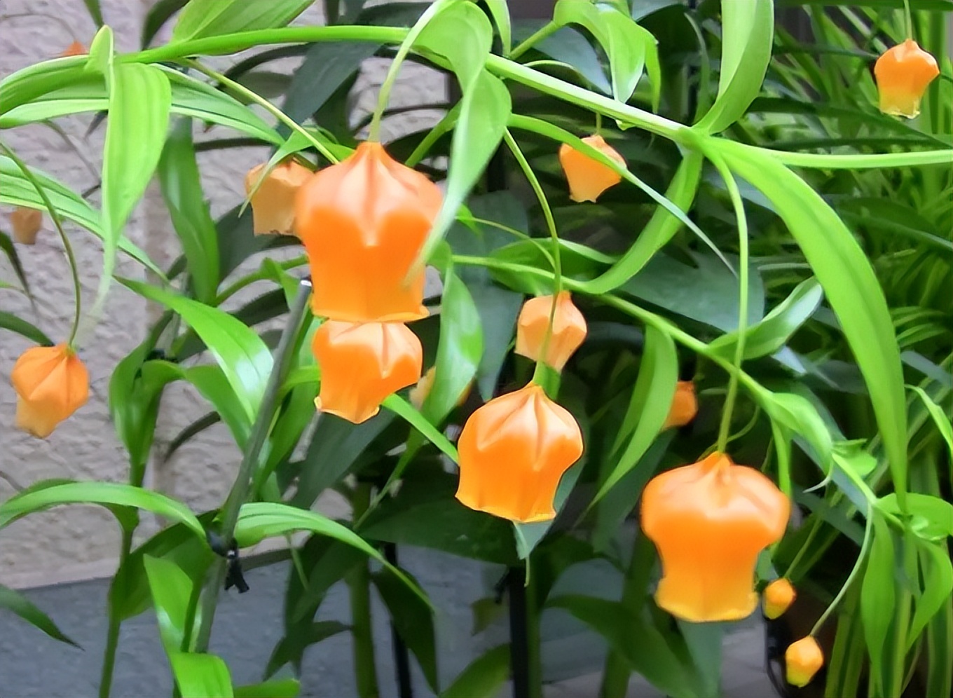 种什么花根好看又好养又活,最好养的三种花根