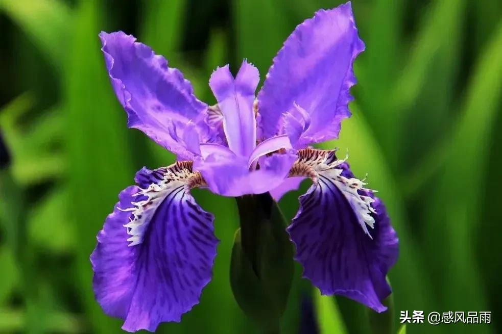 九十九朵美丽的国花送给你