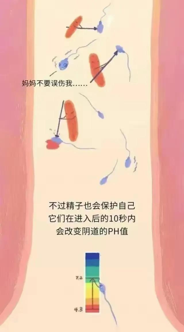 精子产生到成熟的过程,精子形成到受孕过程