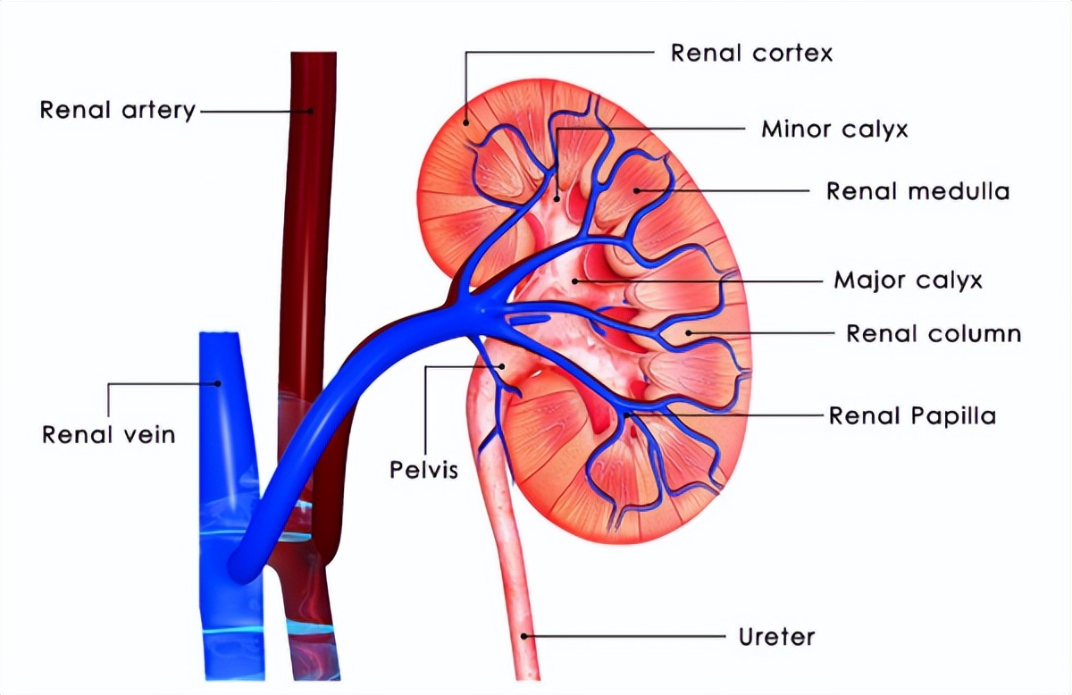 肾动脉狭窄高血压中医能治吗,女人高血压腿酸软无力警惕四种病