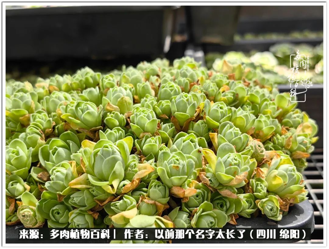 夏天山地玫瑰,小清新山地玫瑰