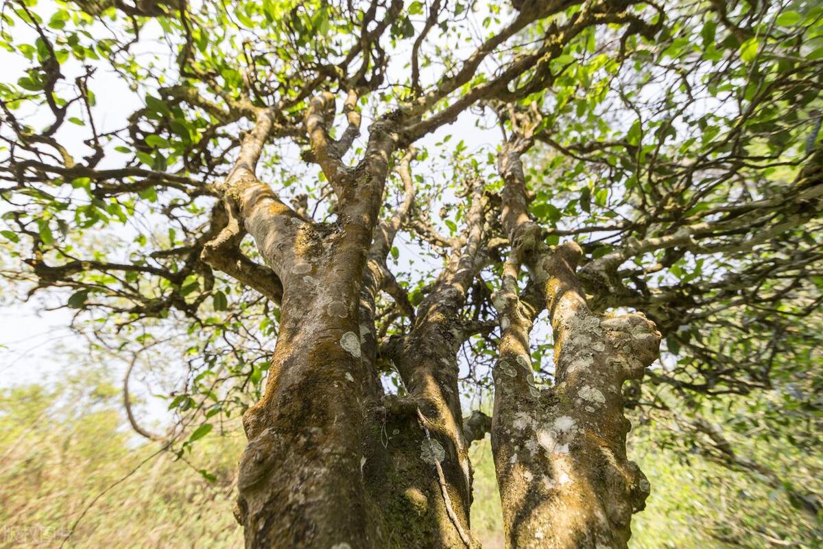 鑼舵爲鐨勬牴绯诲垎甯冨浘,鑼舵爲鐨勬牴绯绘湁鍝簺鐗瑰緛