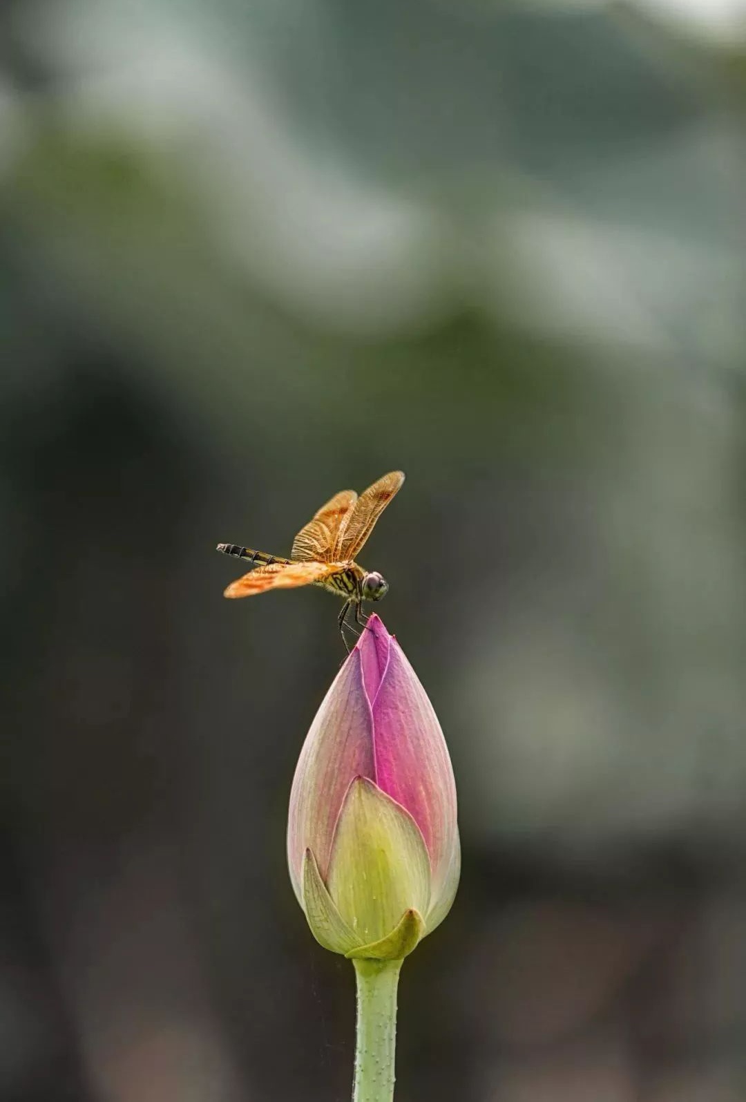 保持内心的平静心静致远语录,人生需要学着淡定宁静才能致远