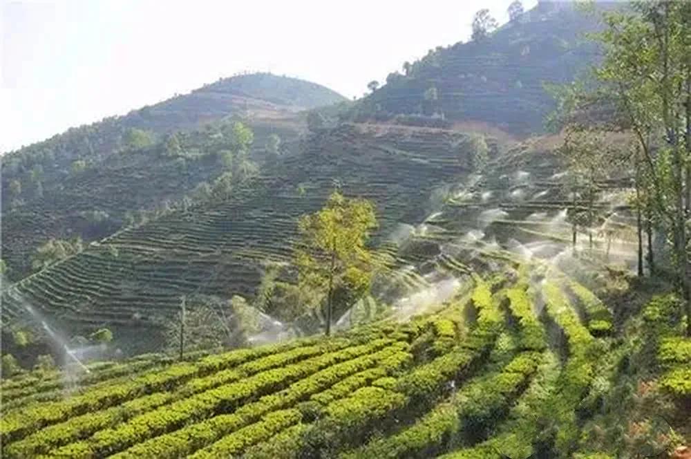 云南十大顶级茶叶品种,云南这四款茶喝过的都是骨灰级