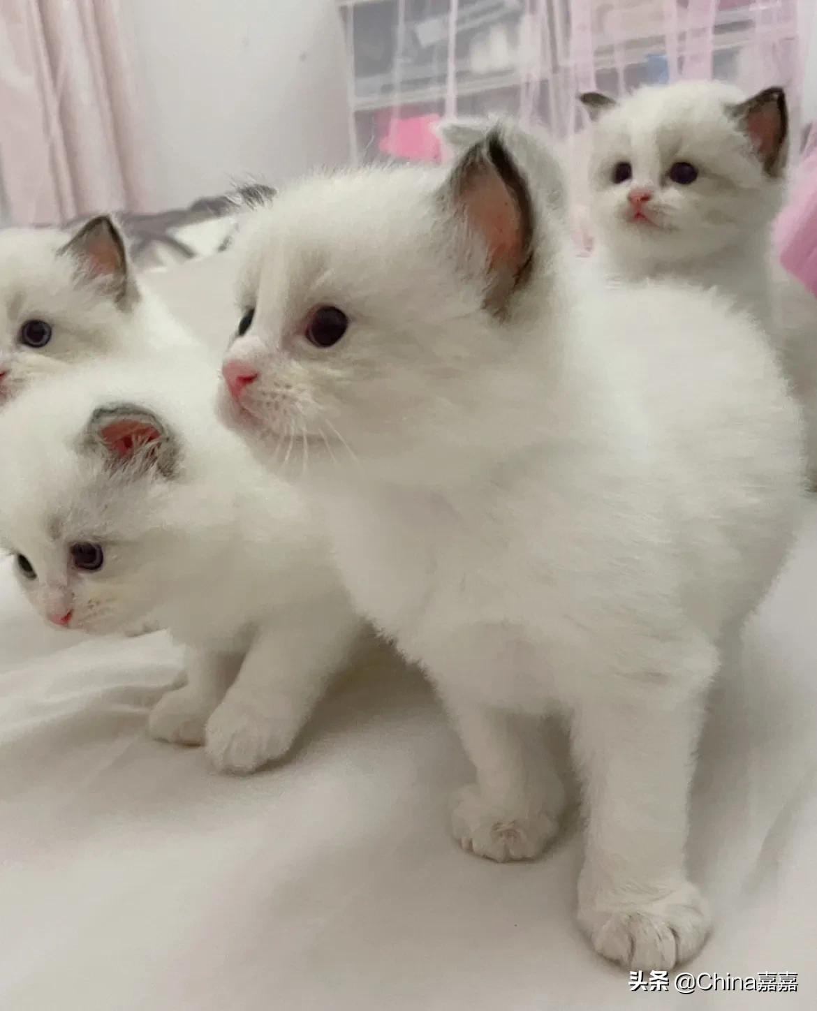 被猫咪治愈的退休生活