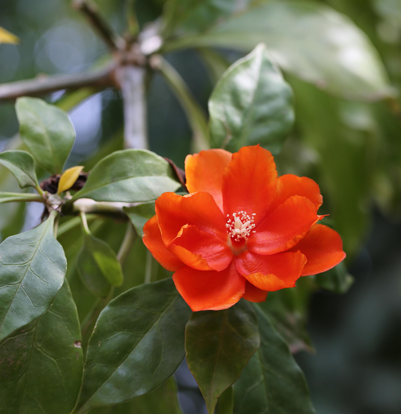 最美最惊艳的仙人掌花,仙人掌奇花图片大全