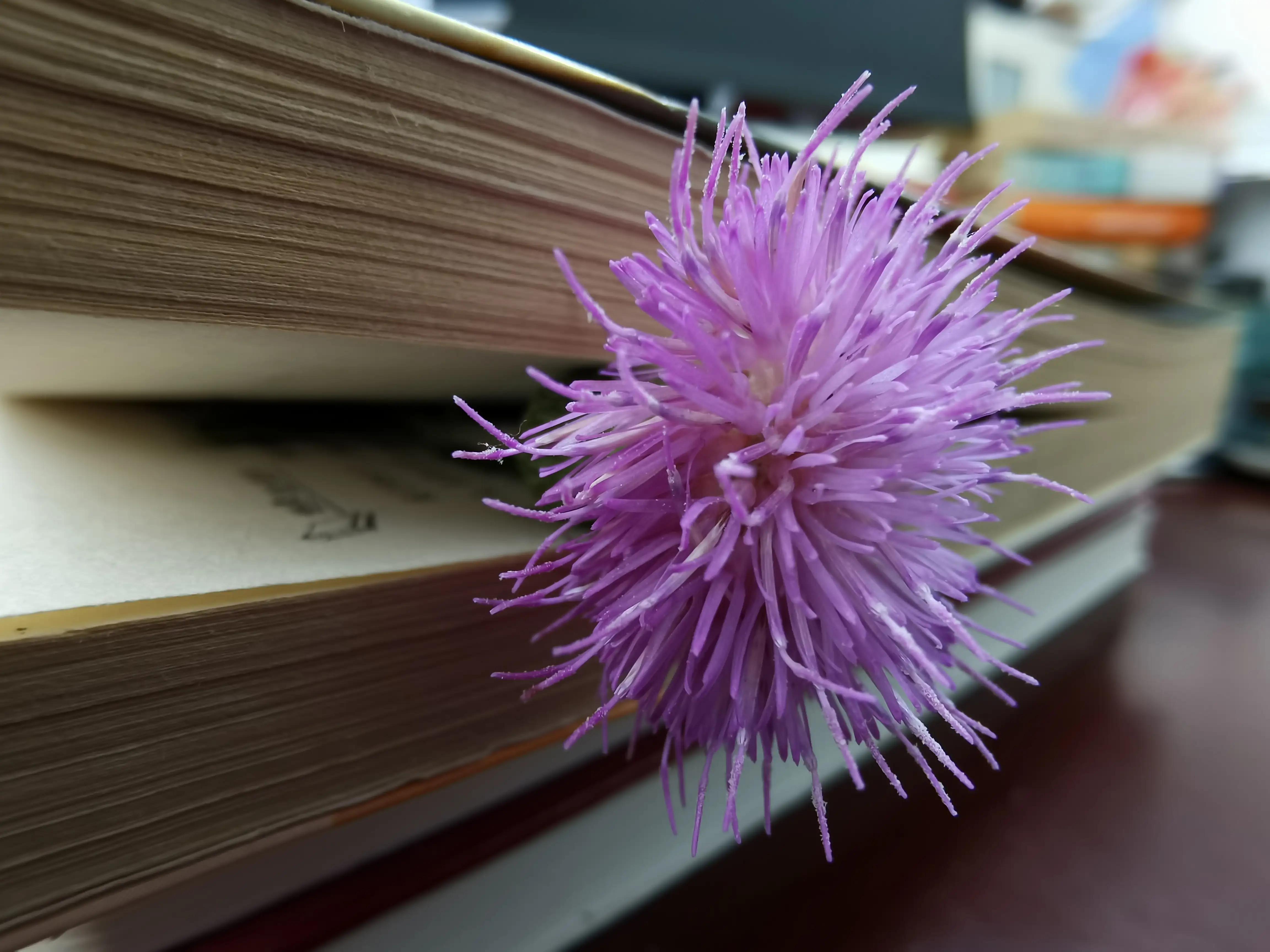 论语是最重要的儒家经典,论语在儒家经典中的地位