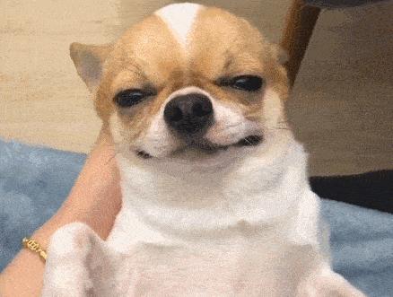 吉娃娃的狗总到底有多大,吉娃娃最小的狗种