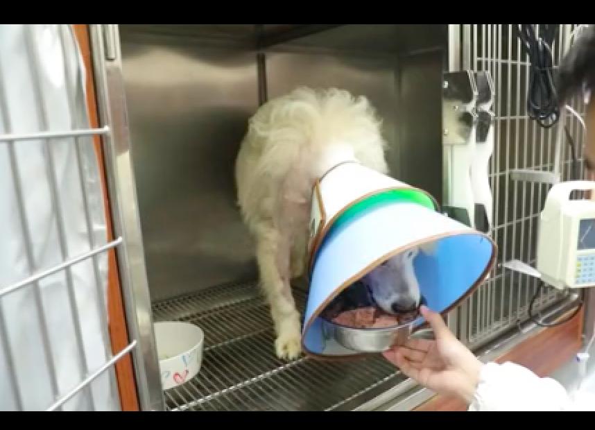 萨摩耶被虐待,萨摩耶被虐待后续