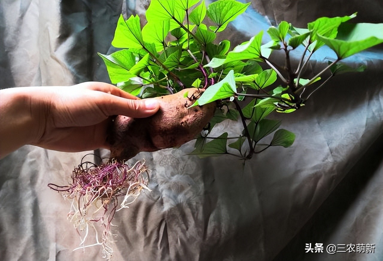 中国历史上引进番薯,番薯传入中国的经过