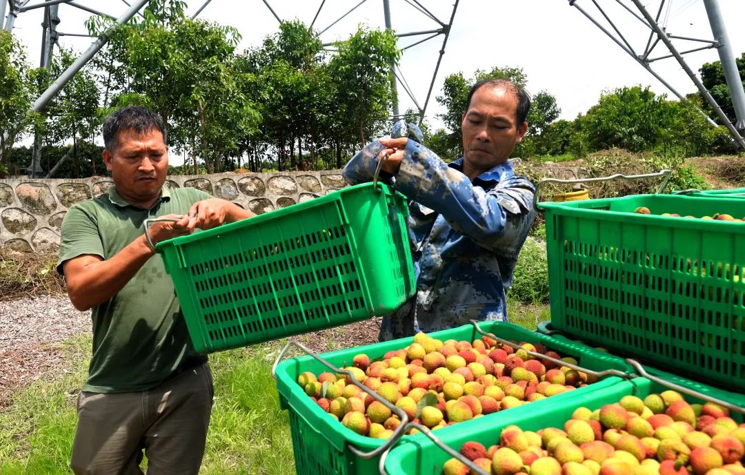 南山荔枝最新消息,南山荔枝下来了么