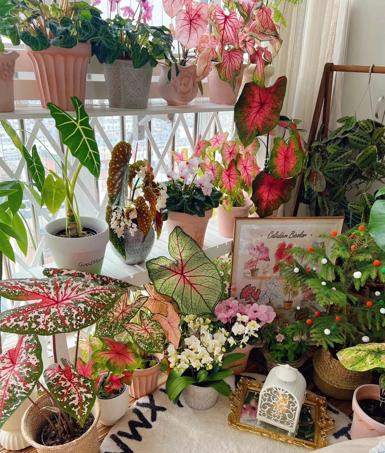 一年四季开花好养的植物吸甲醛,吸甲醛净化空气的花草