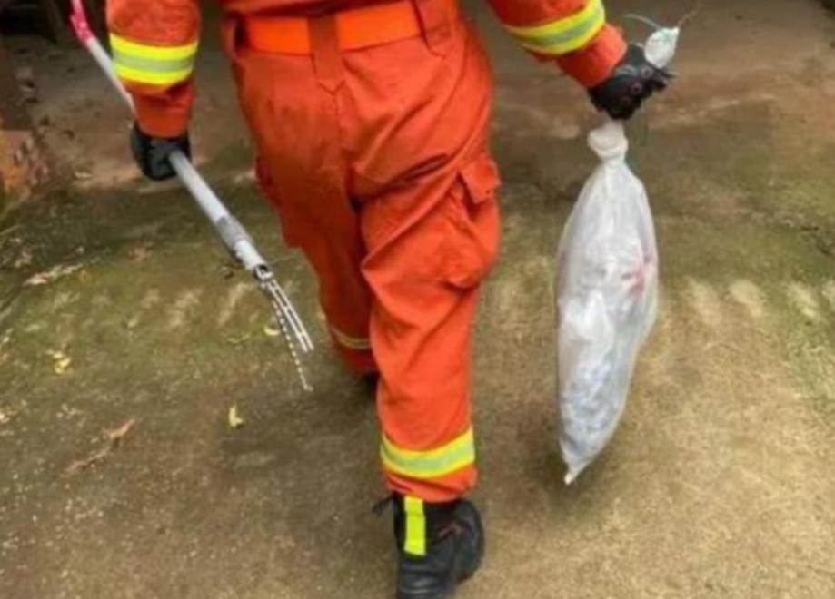 夏天蛇进屋怎么处理,夏天蛇到房间里怎么赶出来