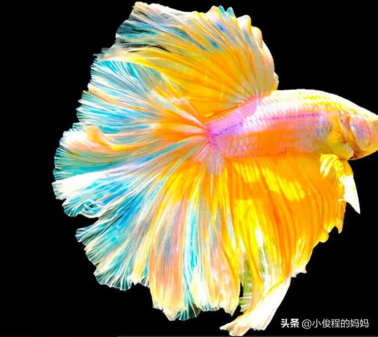 泰国斗鱼的图片大全集,泰国斗鱼公母混养