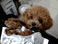 比熊和泰迪哪只最好,比熊vs泰迪哪个最适合学生养