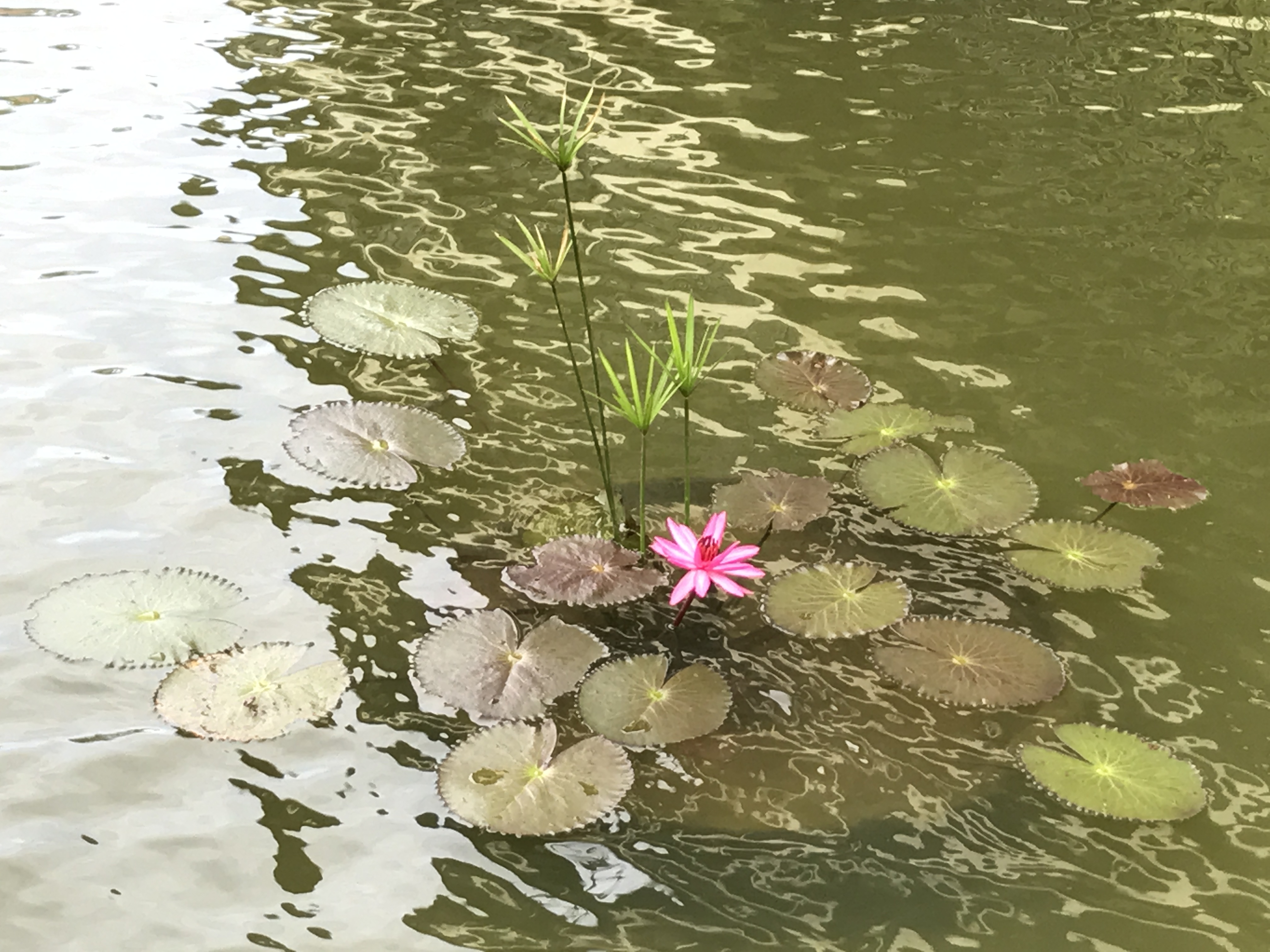 泰国旅游攻略海岛浮潜,泰国象岛跟团游