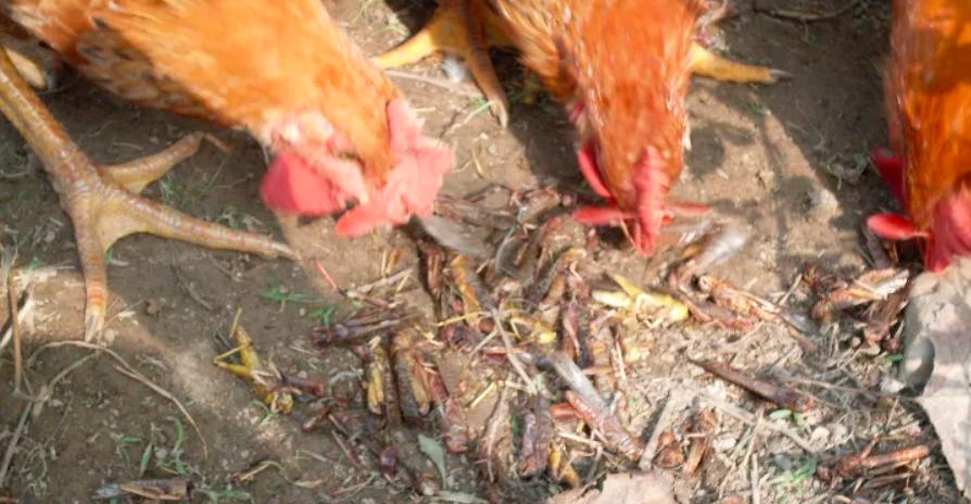 中国这几年怎么消灭蝗虫的,治理蝗虫的办法中国有哪些绝招