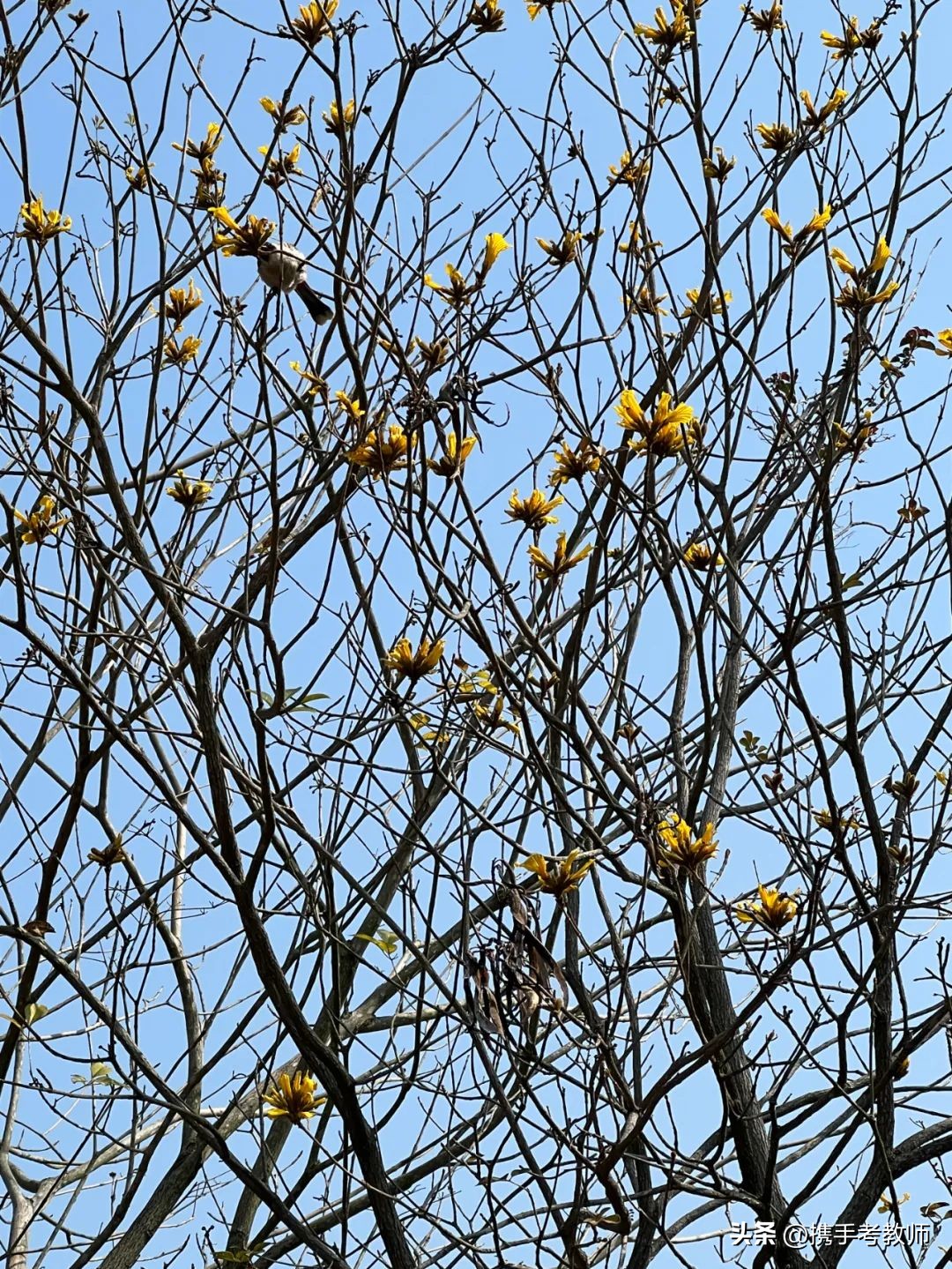 黄花风铃木品种介绍,黄花风铃木生长缓慢
